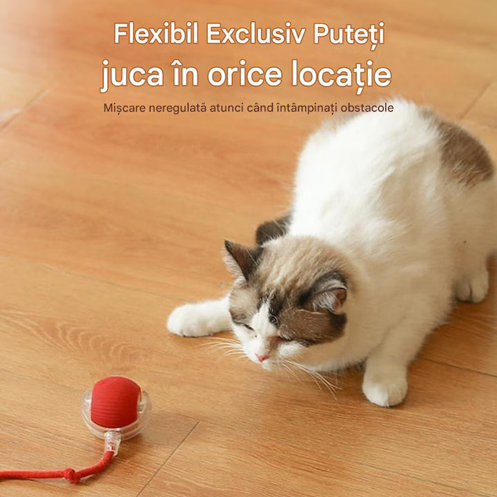 Jucării automate pentru pisici și câini – sigure și interactive